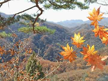 最新紅包助手
